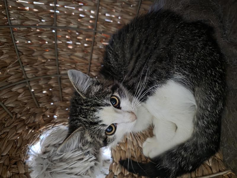 Europäische Hauskatze