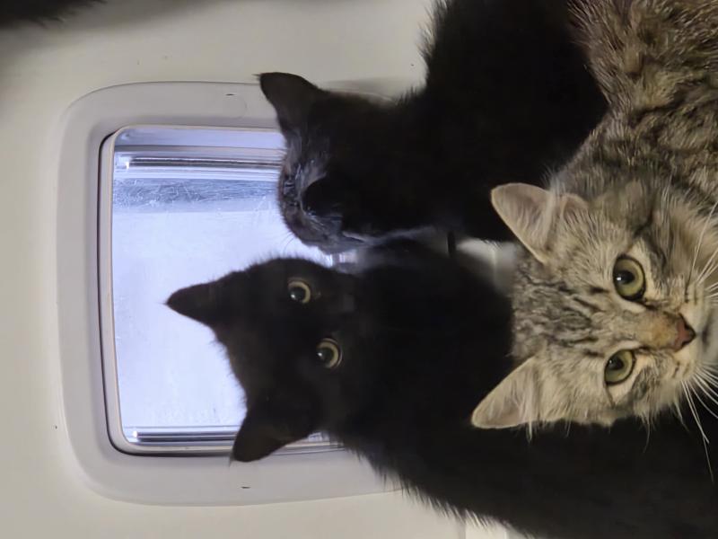 Europäische Hauskatze