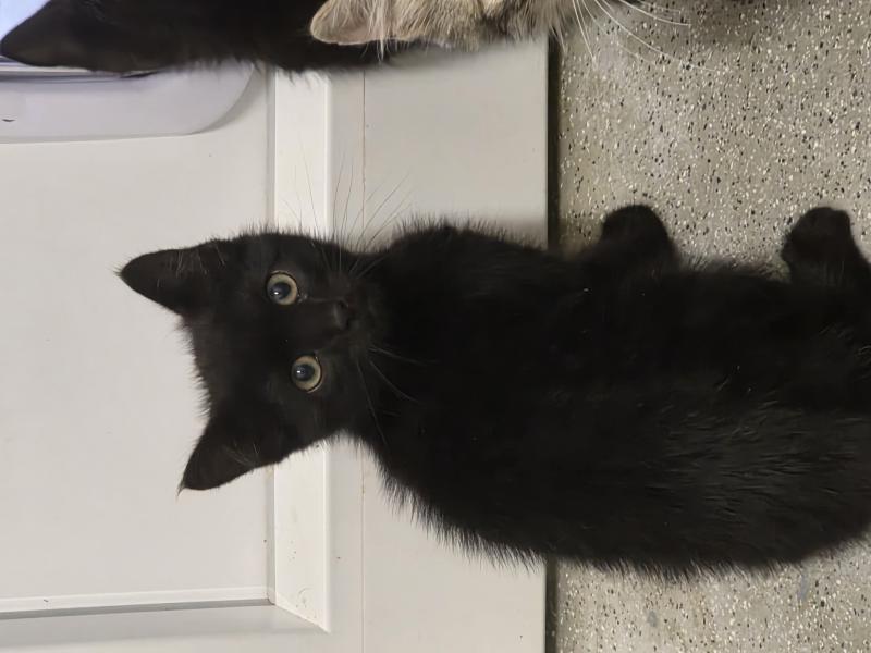 Europäische Hauskatze