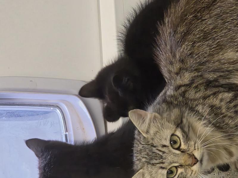 Europäische Hauskatze