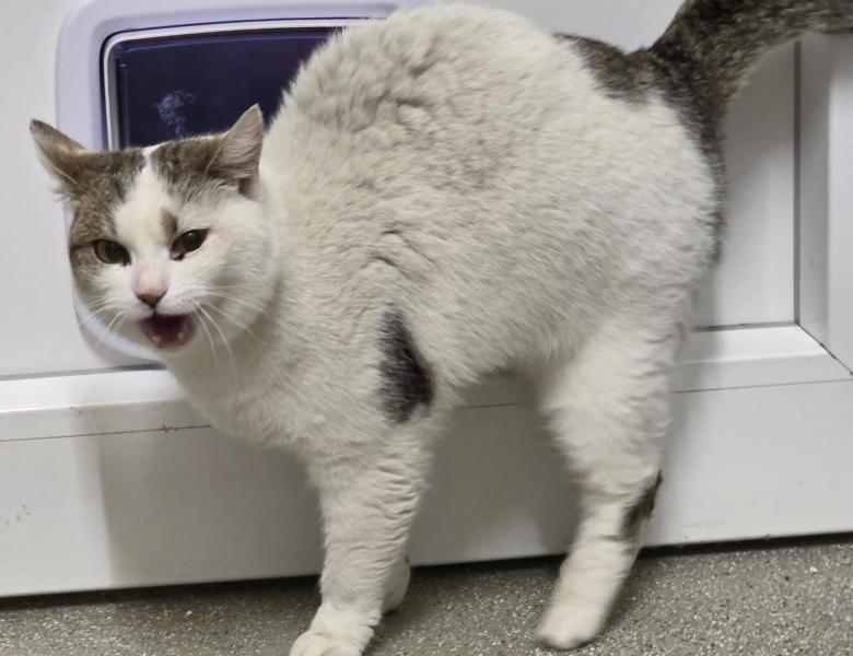 Europäische Hauskatze