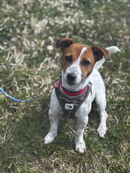 Jack Russell Terrier
