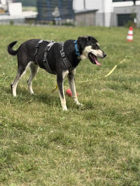 Mischling mittel