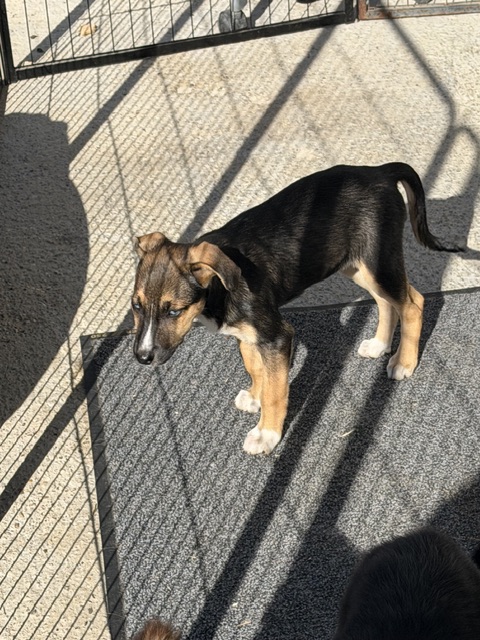 Mischling mittel