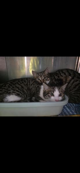 Europäische Hauskatze