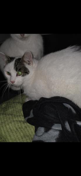 Europäische Hauskatze