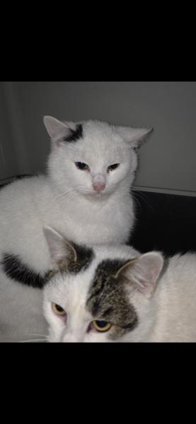 Europäische Hauskatze