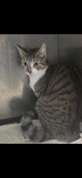 Europäische Hauskatze