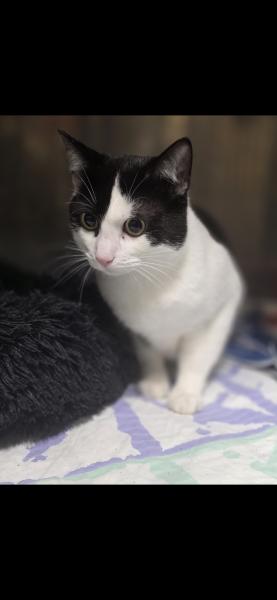 Europäische Hauskatze