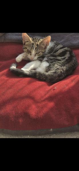 Europäische Hauskatze
