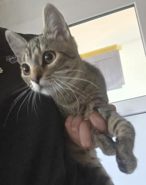 Europäische Hauskatze
