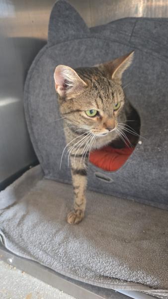 Europäische Hauskatze