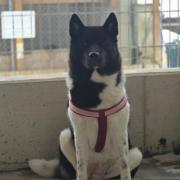 Fundtier Tier-ID 39179