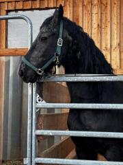 Fundtier Tier-ID 39604