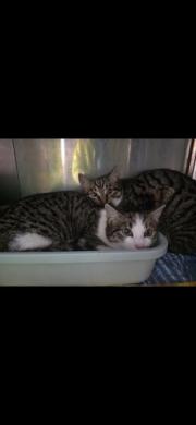 Fundtier Tier-ID 39347