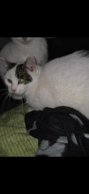 Fundtier Tier-ID 39352