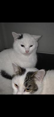 Fundtier Tier-ID 39353