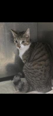 Fundtier Tier-ID 39829