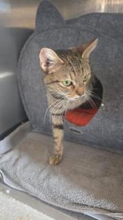 Fundtier Tier-ID 39571