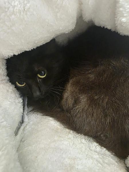 Europäische Hauskatze