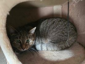 Europäische Hauskatze