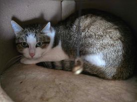 Europäische Hauskatze