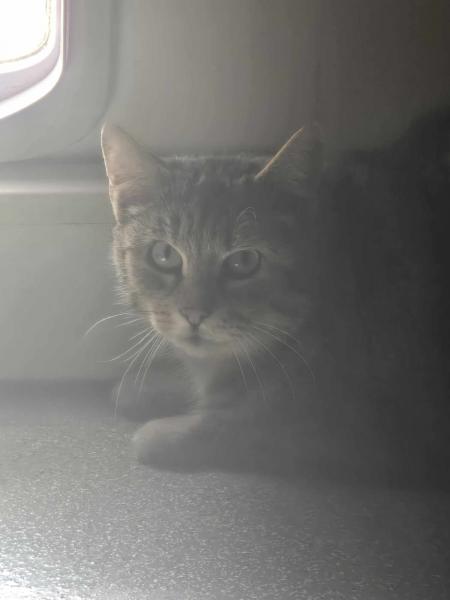 Europäische Hauskatze