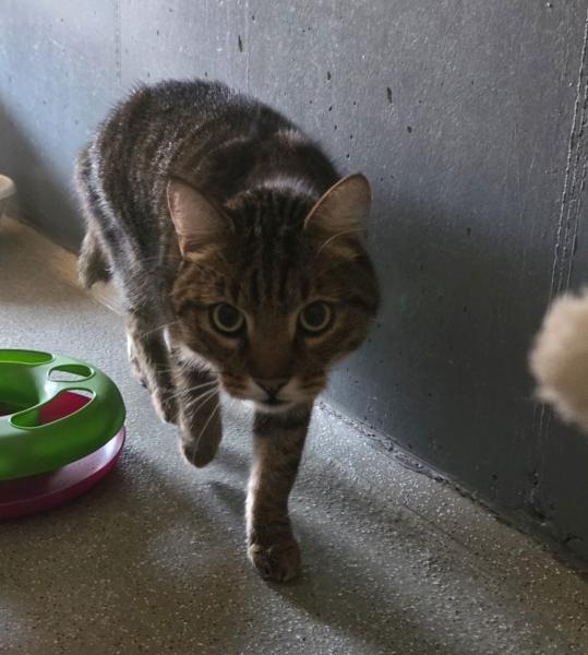 Europäische Hauskatze