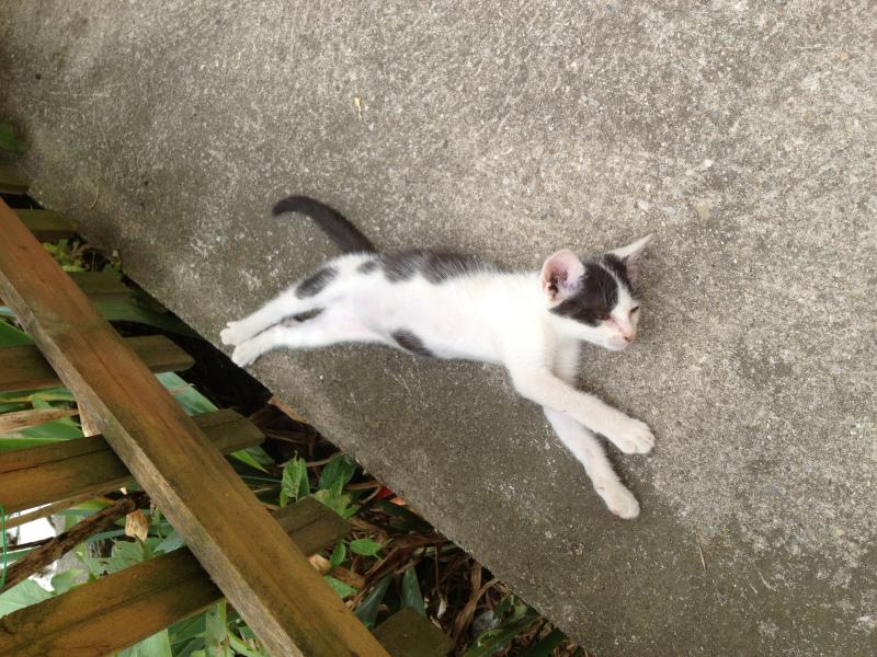 Europäische Hauskatze