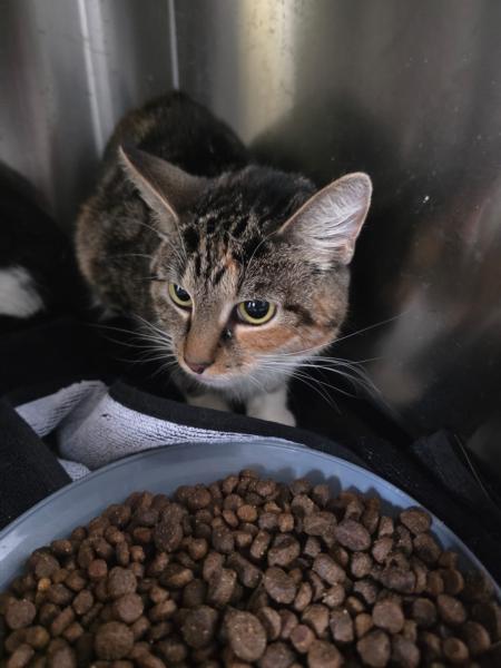 Europäische Hauskatze