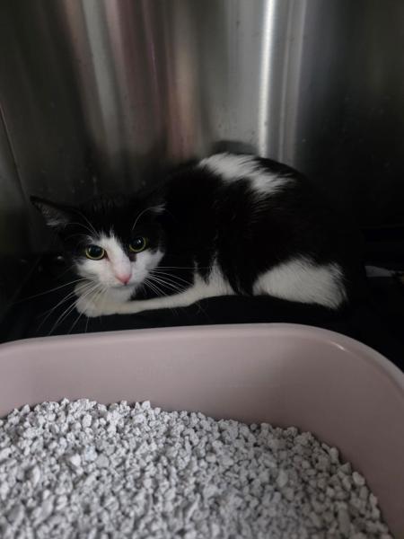 Europäische Hauskatze