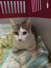 Fundtier Tier-ID 39512