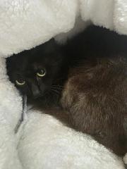 Fundtier Tier-ID 39513