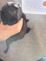 Fundtier Tier-ID 21936