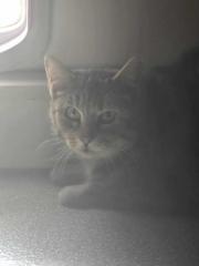 Fundtier Tier-ID 35651