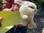 Fundtier Tier-ID 21863