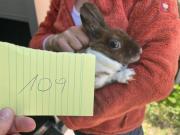 Fundtier Tier-ID 21730