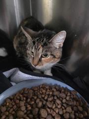 Fundtier Tier-ID 39151