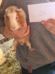 Fundtier Tier-ID 21940