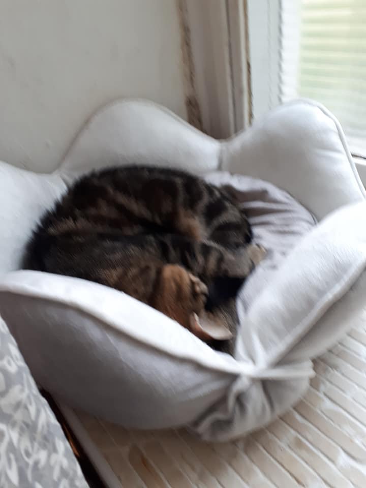 Europäische Hauskatze