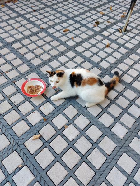 Europäische Hauskatze