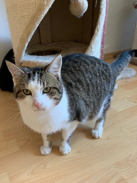 Europäische Hauskatze