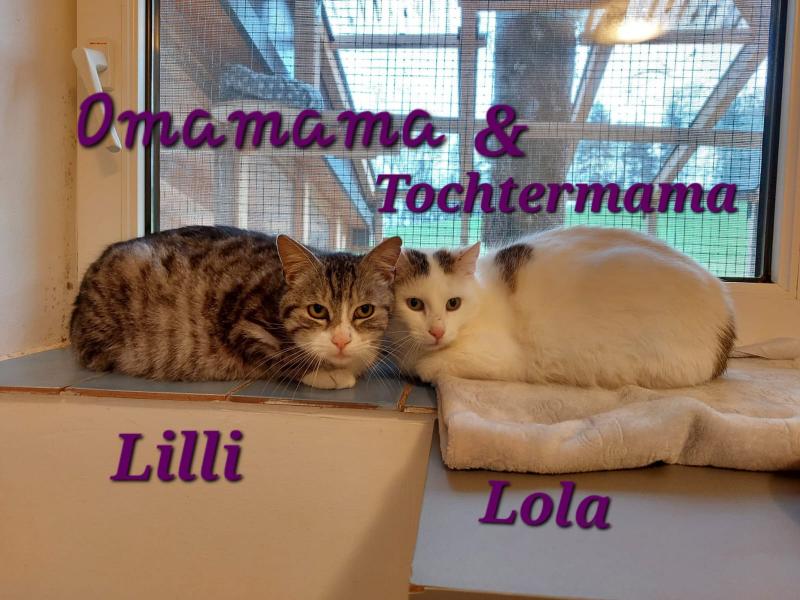 Europäische Hauskatze