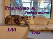 Fundtier Tier-ID 28295