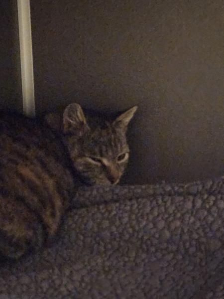 Europäische Hauskatze