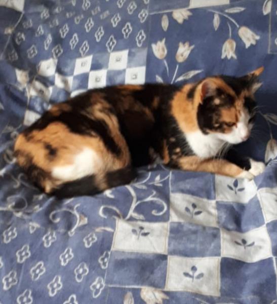 Europäische Hauskatze