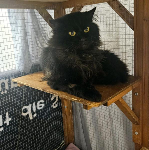 Europäische Hauskatze