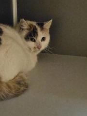 Fundtier Tier-ID 31905