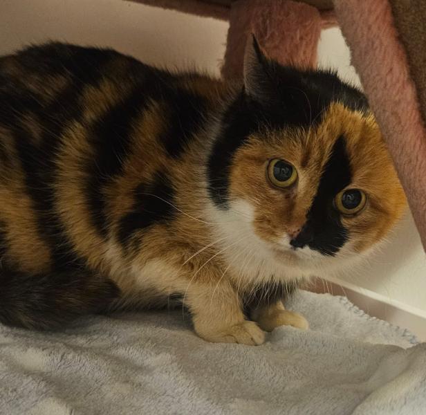 Europäische Hauskatze