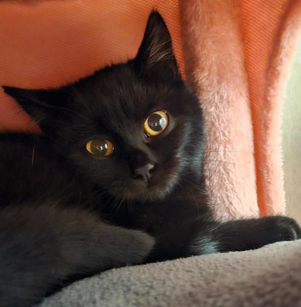 Europäische Hauskatze